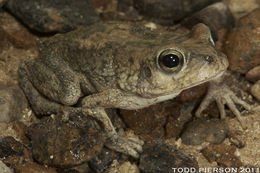 Image de Sclerophrys arabica (Heyden 1827)