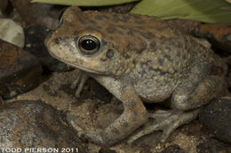 Image of Arabian toad