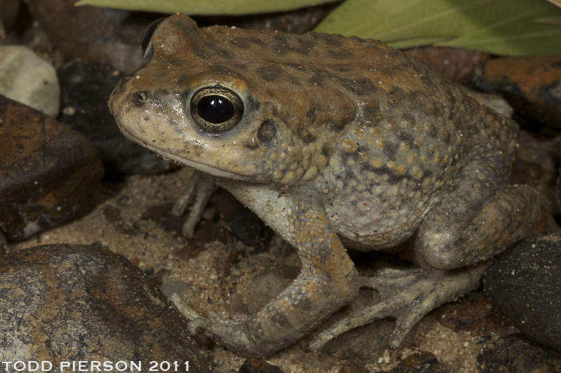 Image de Sclerophrys arabica (Heyden 1827)