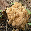 Image of Ramaria stricta (Pers.) Quél. 1888