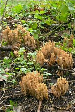 Image of Ramaria stricta (Pers.) Quél. 1888