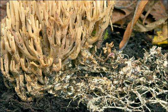 Image of Ramaria stricta (Pers.) Quél. 1888