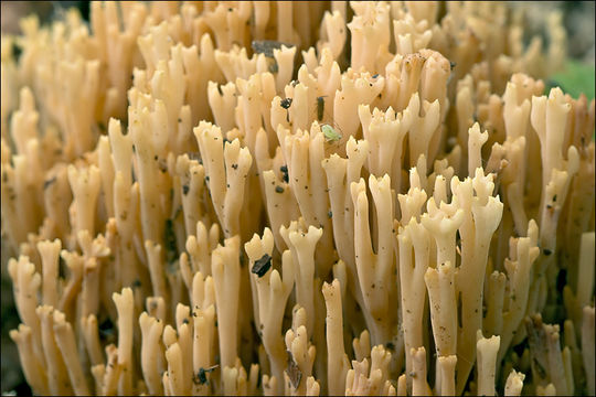 Image of Ramaria stricta (Pers.) Quél. 1888