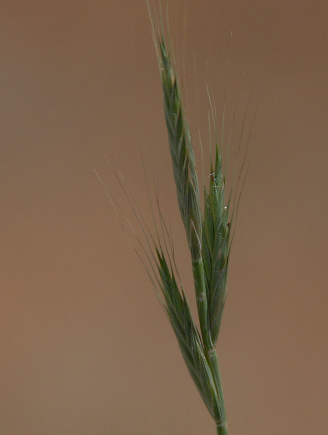 Image of purple false brome