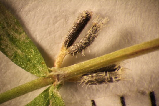 Image of yellow wall bedstraw