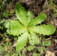 Hypochaeris glabra L. resmi