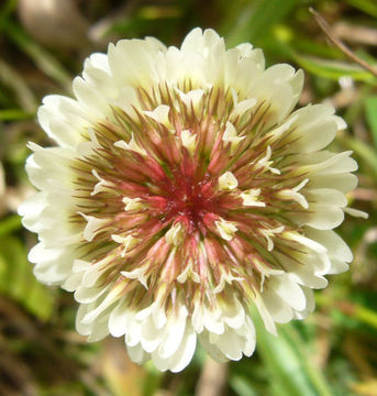 Image of white clover