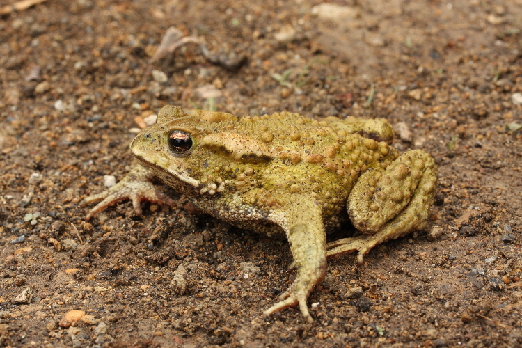 Image of Incilius bocourti (Brocchi 1877)