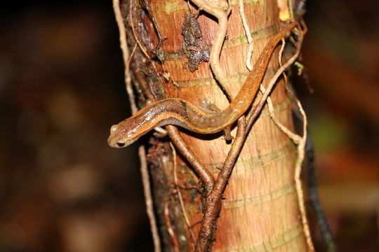 Image of Bolitoglossa cuchumatana (Stuart 1943)