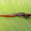 Imagem de Bolitoglossa helmrichi (Schmidt 1936)