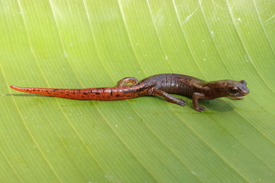 Bolitoglossa helmrichi (Schmidt 1936)的圖片