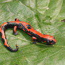 Image of Bolitoglossa lincolni (Stuart 1943)