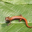 Bolitoglossa rostrata (Brocchi 1883) resmi