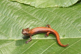 Image of Bolitoglossa rostrata (Brocchi 1883)