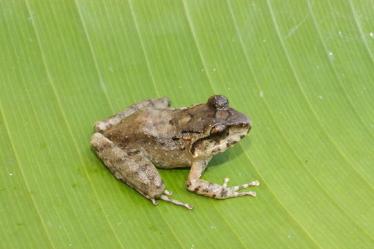 Image de Craugastor brocchi (Boulenger ex Brocchi 1882)