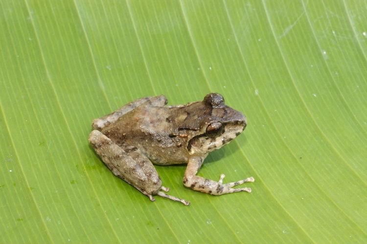 Image de Craugastor brocchi (Boulenger ex Brocchi 1882)