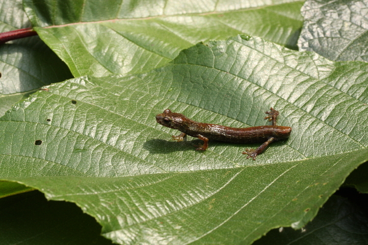 Image of Dendrotriton kekchiorum Campbell, Smith, Streicher, Acevedo & Brodie 2010