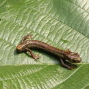 Image de Dendrotriton kekchiorum Campbell, Smith, Streicher, Acevedo & Brodie 2010