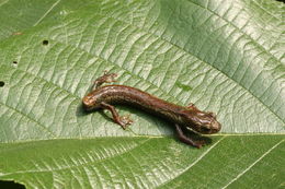 Image of Dendrotriton kekchiorum Campbell, Smith, Streicher, Acevedo & Brodie 2010