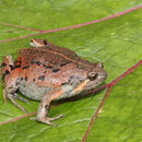 Plancia ëd Gastrophryne elegans (Boulenger 1882)