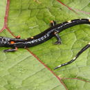 Image of nimble long-limbed salamander