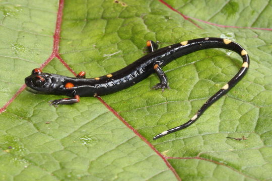Image of nimble long-limbed salamander