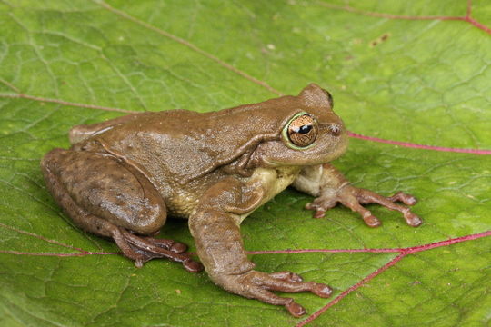 Image of Plectrohyla hartwegi Duellman 1968