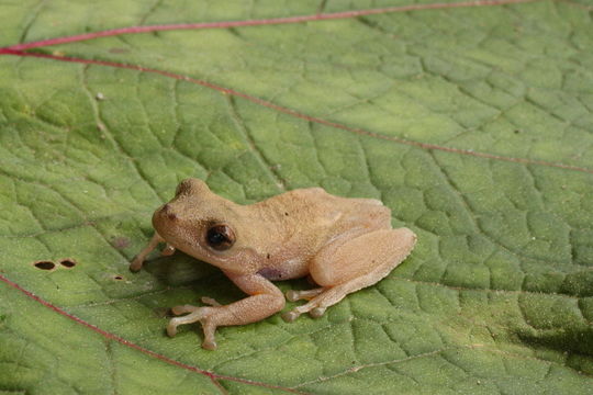 Image of Copan Stream Frog