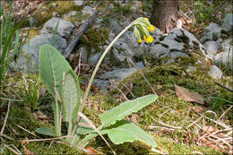 Image of <i>Primula columnea</i>