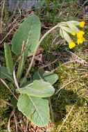 Image of <i>Primula columnea</i>