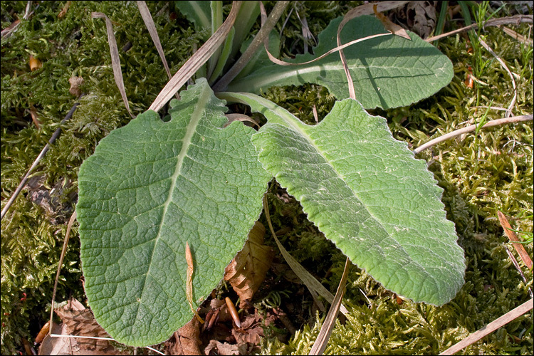 Image of <i>Primula columnea</i>