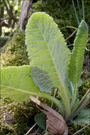 Image of <i>Primula columnea</i>