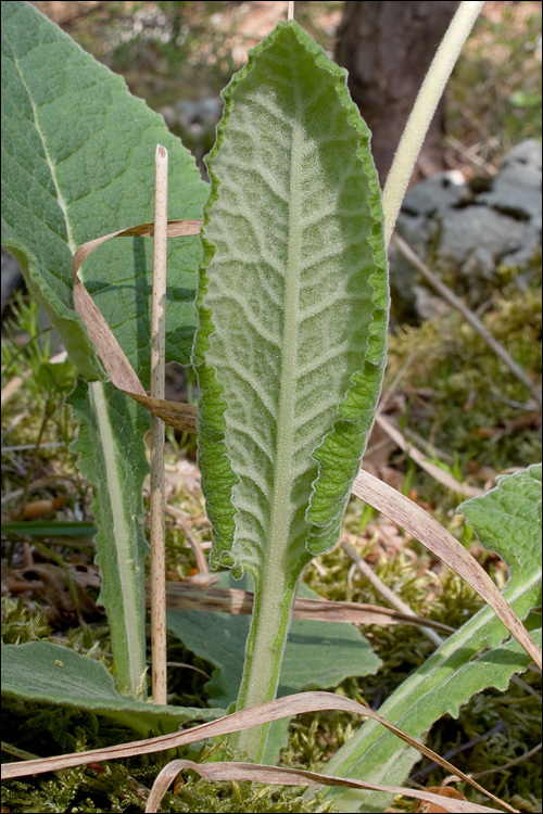 Image of <i>Primula columnea</i>