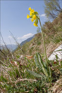 Image of <i>Primula columnea</i>