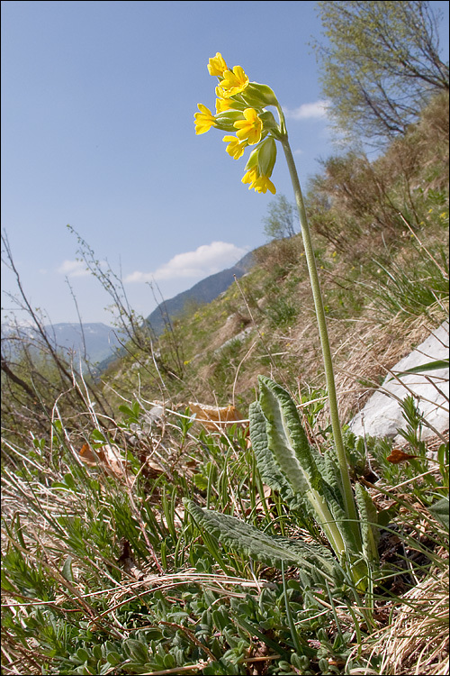 Image of <i>Primula columnea</i>