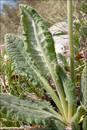 Image of <i>Primula columnea</i>