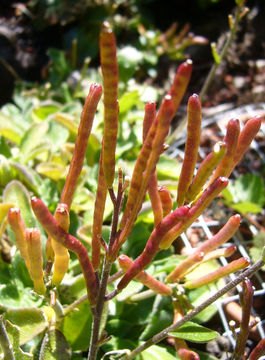 Image of rose rockcress