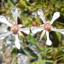 Слика од Horkeliella purpurascens (S. Wats.) Rydb.