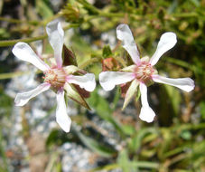 Слика од Horkeliella purpurascens (S. Wats.) Rydb.