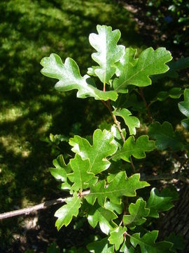 Image of Oregon white oak