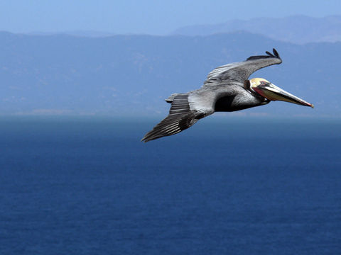 Image of California brown pelican