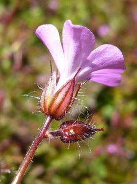 Imagem de Geranium robertianum L.