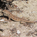 Image of common side-blotched lizard