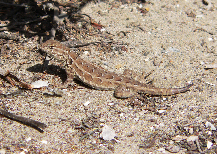 Image of Uta stansburiana elegans Yarrow 1882