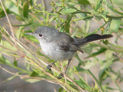 Image of Coastal California gnatcatcher