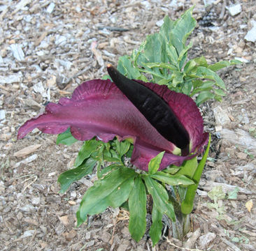 Imagem de Dracunculus vulgaris Schott