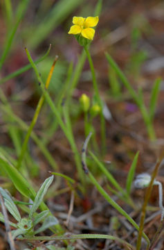 Image of Oregon Timwort