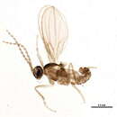 Image of Bryomyia