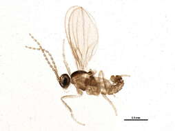 Image of Bryomyia