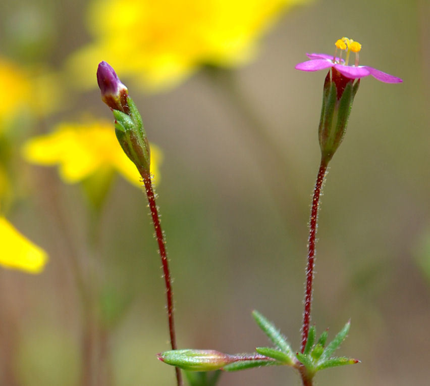 Image of <i>Linanthus bolanderi</i>